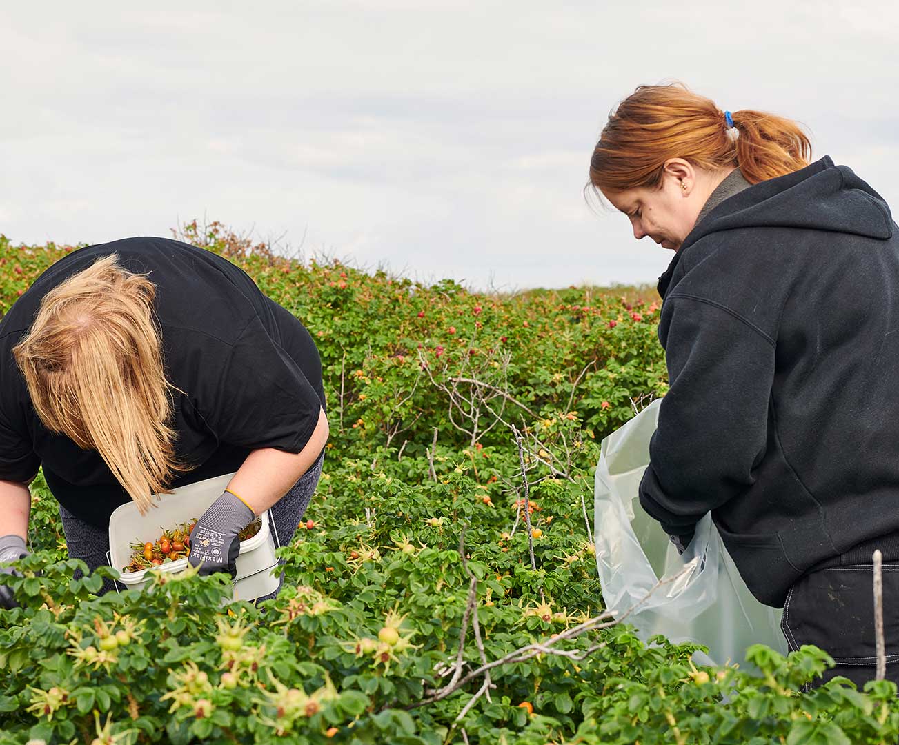 Medarbejder ved Thy Naturkraft i marken